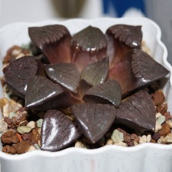 ъ26 Haworthia Crystal ball - Галерея