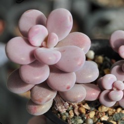 Pachyphytum oviferum Pink