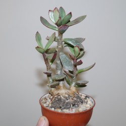 Adromischus alstonii бонсай