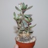 Adromischus alstonii бонсай