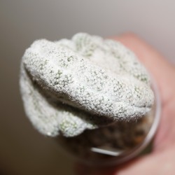 Copiapoa lauii cristata