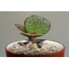 Adromischus maculatus