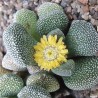 Алоинопсис Aloinopsis villetii - Галерея