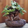 Алоинопсис Aloinopsis peersii - Галерея