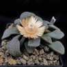 Алоинопсис Aloinopsis rosulata - Галерея