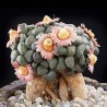 Алоинопсис Aloinopsis schooneesii - Галерея