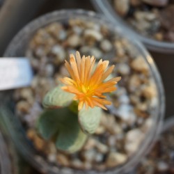 ъ26 Конофитум Conophytum bilobum Red - Галерея