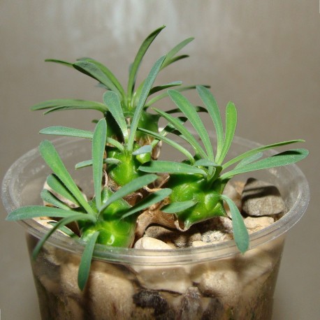 Euphorbia 'Gabizan' (‘Cocklebur’)