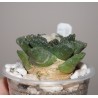 Ariocarpus fissuratus