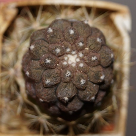 Copiapoa hypogea Lizard skin