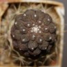 Copiapoa hypogea Lizard skin