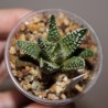 Haworthia pumila Donut TAV719