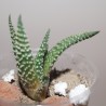 Haworthia minima