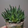 Haworthia pumila monstrosa