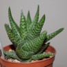 Хавортия Haworthia kingiana/ Галерея