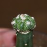 Астрофитум Astrophytum asterias Kikko monstrosa - Галерея