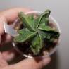 Astrophytum myriostigma nudum fukuryu 9