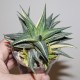 Haworthia limifolia x fasciata variegata