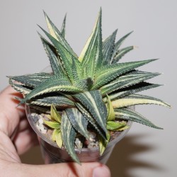 Haworthia limifolia x fasciata variegata