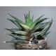 Haworthia limifolia x fasciata variegata