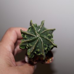 Astrophytum myriostigma nudum fukuryu