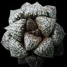 Haworthia picta Hakujin's Black - RO