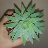 Aloe brevifolia