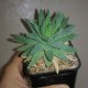 Алоэ brevifolia