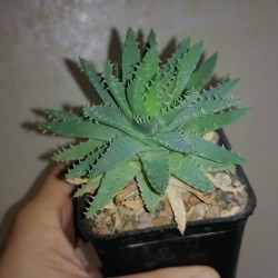 Aloe brevifolia