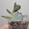 Adromischus alstonii Rotundum