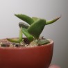 Adromischus alstonii мини бонсай