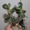 Adromischus caryophyllaceus