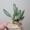 Adromischus cooperi Silver tube