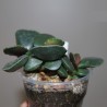 Adromischus cooperi Round leaf