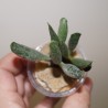 Adromischus festivus Silver tube