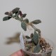 Adromischus marianae herrei Coffee Bean бонсай