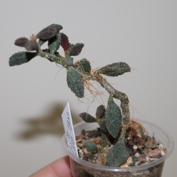 ъ. Adromischus marianae herrei Coffee Bean бонсай