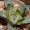 Хавортия Haworthia Shutendouji x Kotohime - Галерея