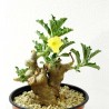 Птеродискус Pterodiscus macatimiensis - Галерея