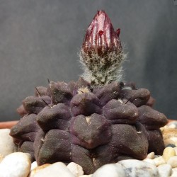 Neochilenia occulta