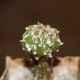 Astrophytum myriostigma nudum Hakuun