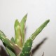 Aloe сортовое Big Warty