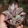 Echeveria agavoides Romeo