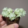 Echeveria elegans potosina cristata Crystal small