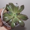 Echeveria gibbiflora Metallica light