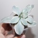 Echeveria gibbiflora metallica 'Decora'