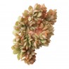 Echeveria Lemon and Lime cristata