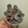 Echeveria nodulosa