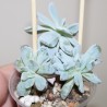 Echeveria laui x Topsy-Turvy cristata