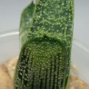 Гастерия Gasteria Little Warty - детка